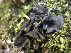 Collema flaccidum