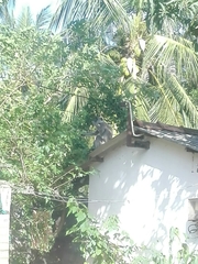 Semnopithecus priam thersites