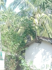 Semnopithecus priam thersites