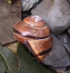 Cepaea nemoralis