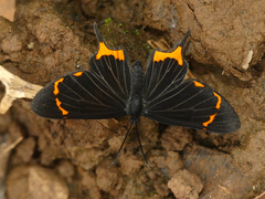 Barbicornis basilis mona