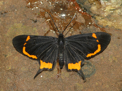 Barbicornis basilis mona