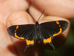 Barbicornis basilis mona