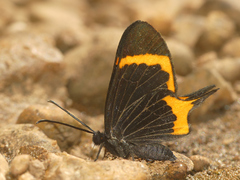 Barbicornis basilis mona