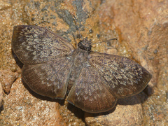 Camptopleura auxo