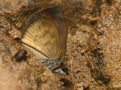 Camptopleura auxo