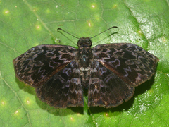 Cycloglypha thrasibulus thrasibulus