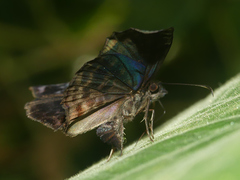Cycloglypha thrasibulus thrasibulus