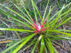 Bromelia antiacantha
