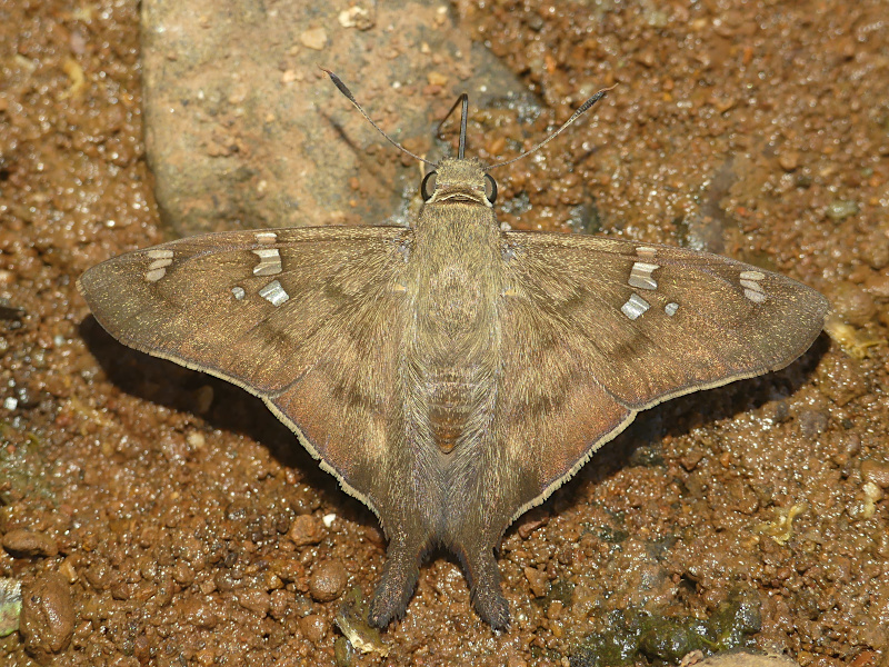 Telemiadina