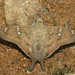 Saltarina de Cola Larga Falsa de Ocho Manchas - Photo (c) David Geale, algunos derechos reservados (CC BY-NC), subido por David Geale