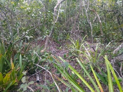 Bromelia antiacantha