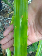 Bromelia antiacantha
