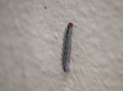 Lepidoptera