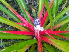 Bromelia antiacantha