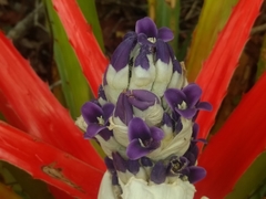 Bromelia antiacantha