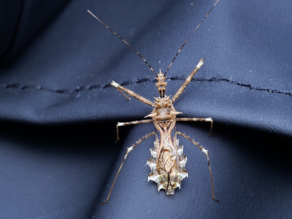 Sclomina erinacea