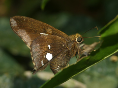 Epargyreus socus
