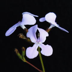Stylidium expeditionis
