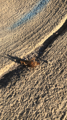 Neoscapteriscus vicinus