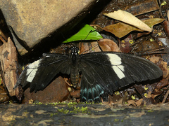 Heraclides androgeus laodocus