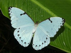 Morpho epistrophus titei