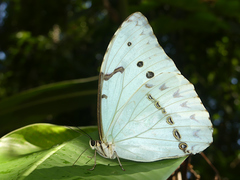 Morpho epistrophus titei