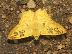 Myscelus amystis epigona
