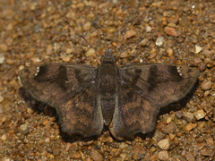 Nisoniades macarius