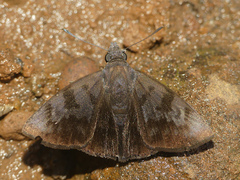 Pellicia ranta rancida