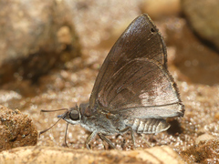 Pellicia ranta rancida