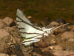 Protesilaus stenodesmus