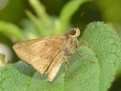 Psoralis stacara