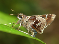 Thespieus aspernatus