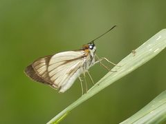 Vettius diversa