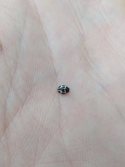 Hyperaspis matronata