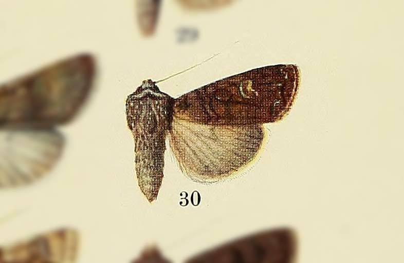 Euxoa nyctopis