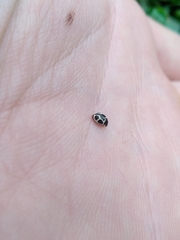 Hyperaspis matronata