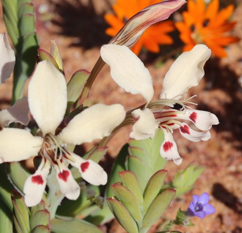 Lapeirousia fabricii (D.Delaroche) Ker Gawl.