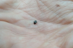 Hyperaspis matronata