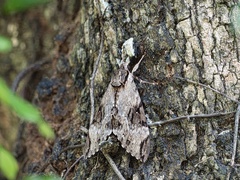 Psilogramma discistriga