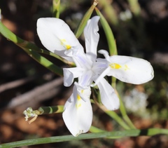 Moraea fugax