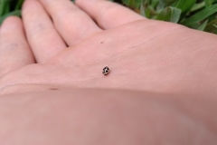 Hyperaspis matronata