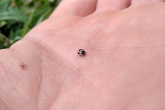 Hyperaspis matronata