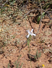 Moraea fugax