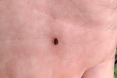 Hyperaspis matronata