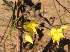 Moraea lewisiae