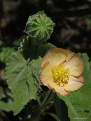 Callianthe pauciflora