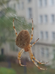 Araneus diadematus