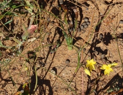 Moraea lewisiae